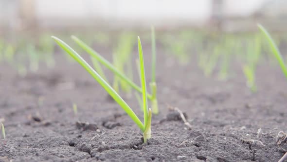 Growing Green Grass on the Black Soil