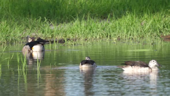 Group of African comb ducks in a lake 