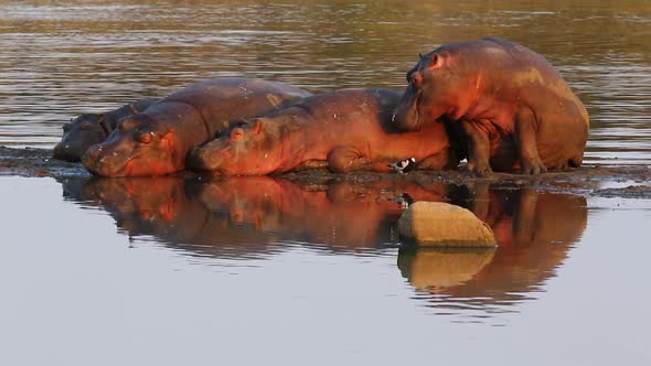 A hippo part of a small pod, sits and opens his mouth, shaking his head