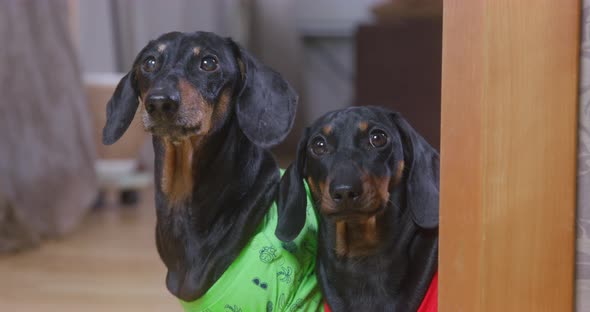 Cute Dressed Dachshunds Bark in Room Looking at Camera