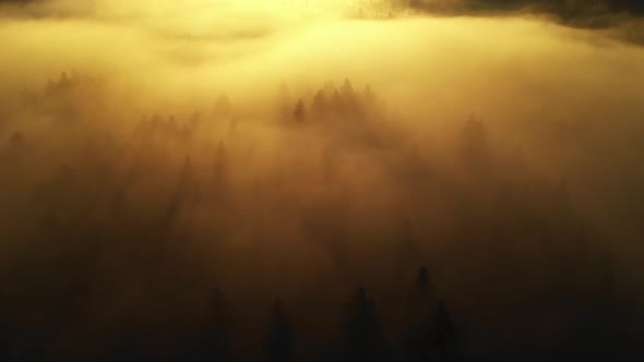 Flying over a foggy autumn forest