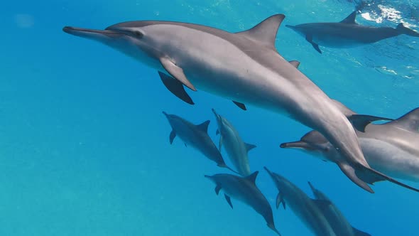 Free Dolphins Playing with a Free Diver in the Red Sea