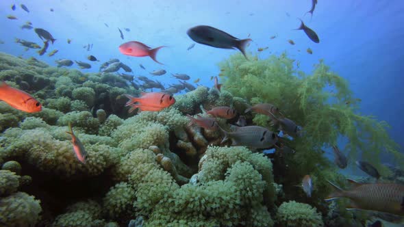 Tropical Colorful Underwater Seascape