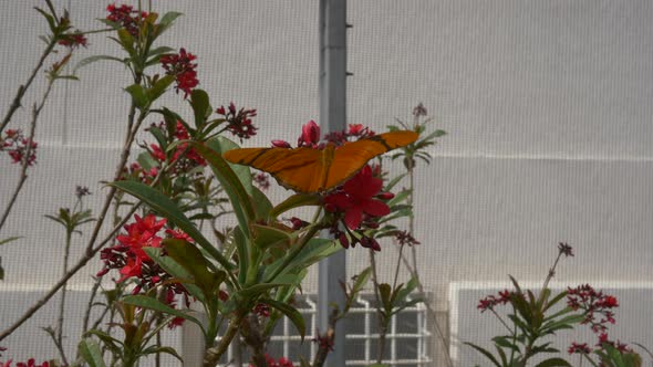 Beautiful orange butterfly on flower as camera slowly pushed in
