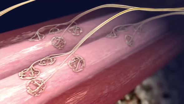 Animated video showing how Human Muscles and Nervous System works