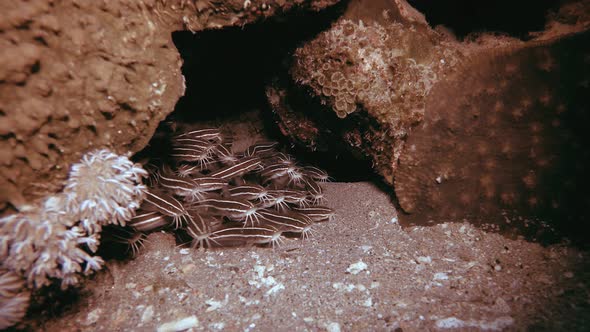 Red Sea Catfish Cleaning Home