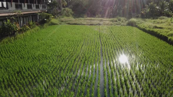 Palm and Rice Fields on the Sunset 