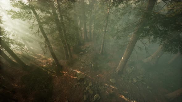 Drone Breaking Through the Fog To Show Redwood and Pine Tree alt