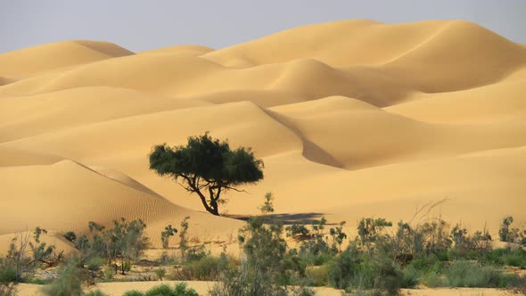 Oman, Arabian Peninsula. Sand Dunes Captured in the Spot Where the Desert Begins. Panning Shot, FHD