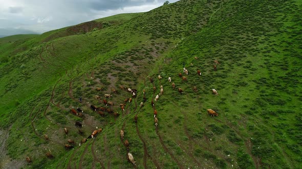 Cows Grazing On Mountain