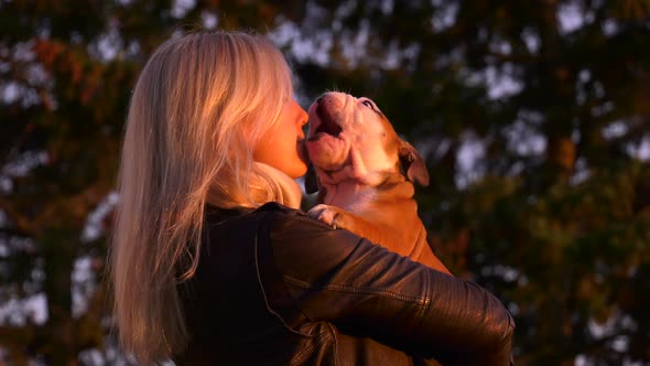 bulldog puppy cuddling in womans arms in sunset cute licking her 4k