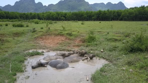 Grey Buffaloes Relax in Puddle on Lush Pasture Aerial View