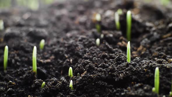 Growing Plants in Timelapse, Sprouts Germination Newborn Plant