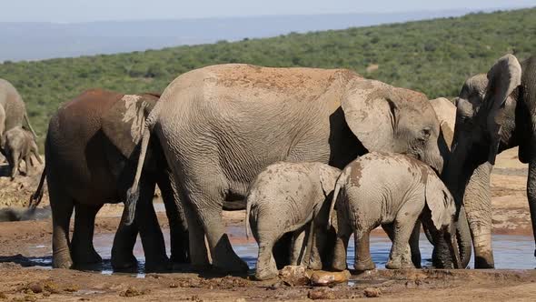 African Elephants At Waterhole - Addo Elephant National Park