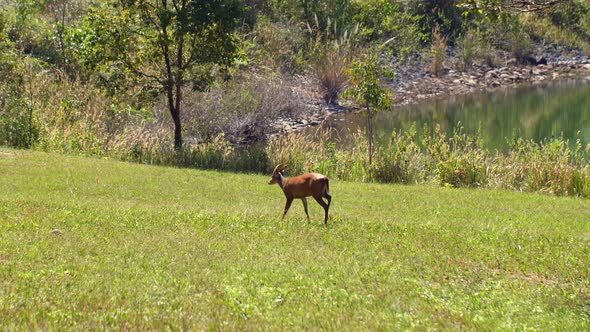 Young Barking Deer or Muntiacus Muntjak in Nature Walking on Green Field