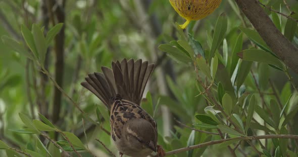 House sparrow eating on a birdfeeder