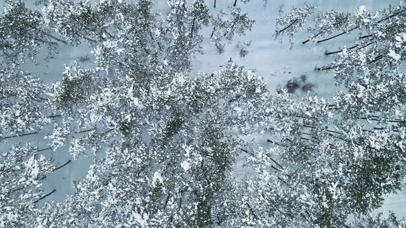 Aerial Frozen Winter Forest Top Flight