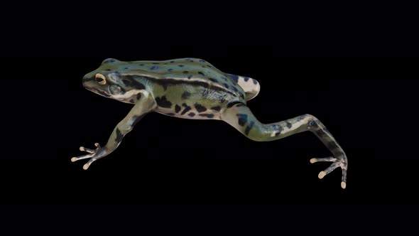 4K Frog Walk