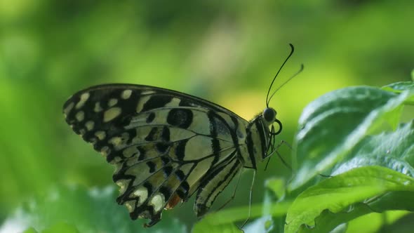 butterfly perched on a leaves in the bushes, insect hd video, butterfly pattern