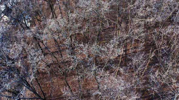 Aerial view of winter forest. Aerial view of the winter forest from above