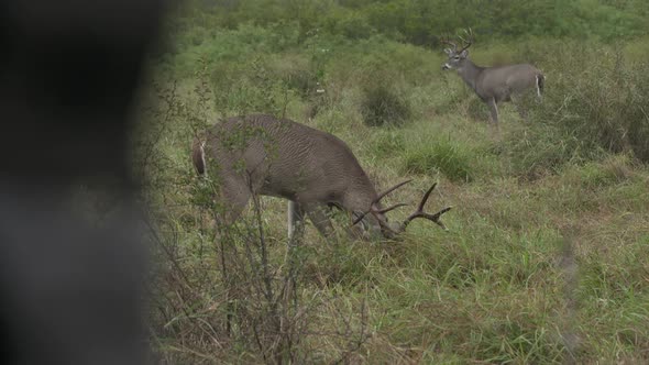 whitetail bucks in Texas, USA