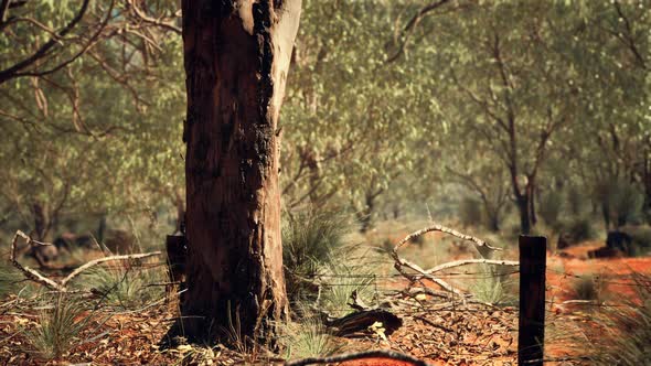 Australian Bush with Trees on Red Sand