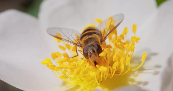 Hoverflies Flower Flies or Syrphid Flies Insect Family Syrphidae