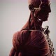 Muscular and Skeletal System of Human Body - VideoHive Item for Sale