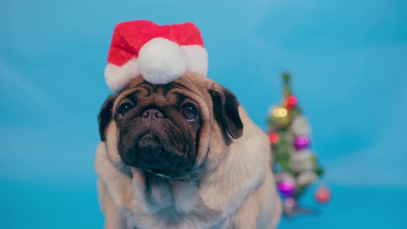 Cute pug in christmas hat on blue background.