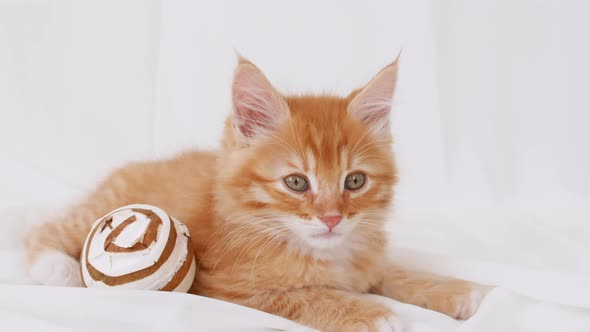 Ginger Kitten Play on Isolated White Background