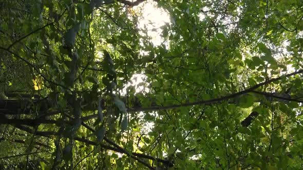 Vertical Video Autumn Forest with Trees in Ukraine Slow Motion