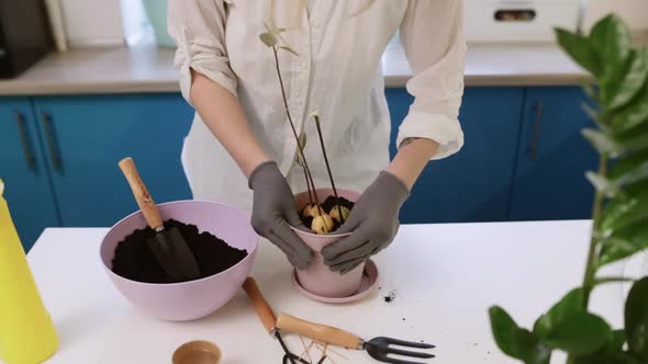 A Cute Girl Transplants a Plant at Home in Garden Gloves