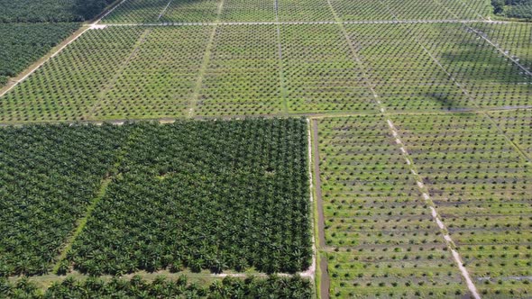 Aerial view young and old oil palm