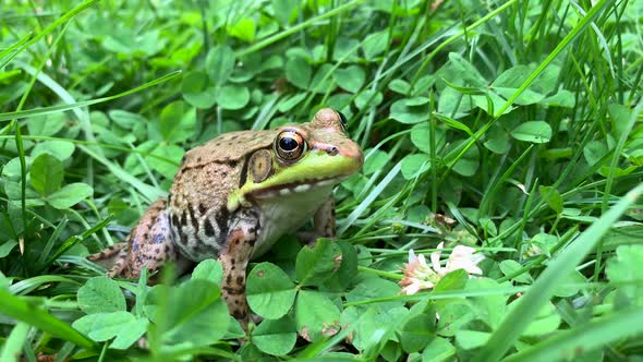 Common Water Frog Sitting on Green Grass and Leaves Close Up