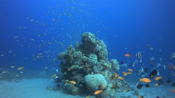 Tropical Coral Reef Seascape