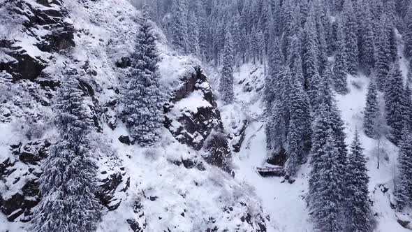 Majestic Snowy Gorge with Fir Trees in Mountains