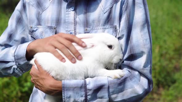 Young Boy Caucasian Ethnicity in a Blue Checkered Shirt Holds Cute Fluffy Domestic White Rabbit His