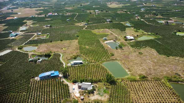 An aerial view of dragon fruit plantations in Vietnam