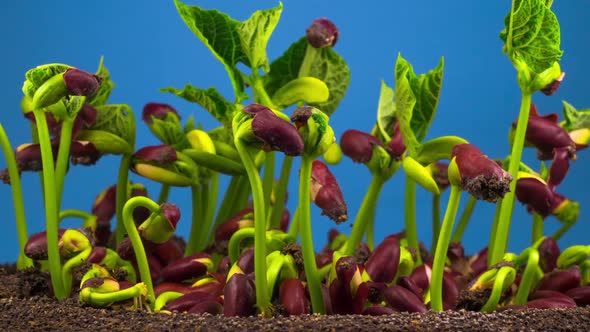 Beans Germination on Blue Background