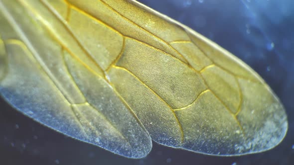 Insect Wings