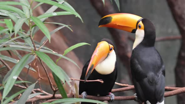 Toucan Bird in Zoologic
