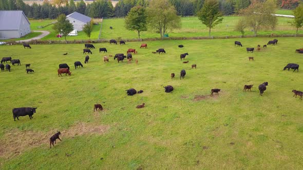 Aerial view of a field full of beef cattle.