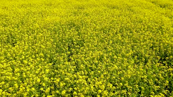 Aerial view of an agricultural field in Gabtali, Rajshahi state, Bangladesh.