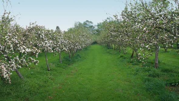 Walking Through Apple Orchard