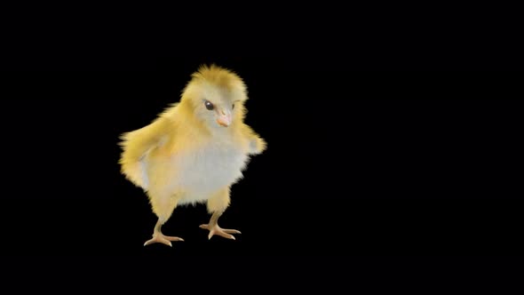 Baby Chicks Dancing 4K alt
