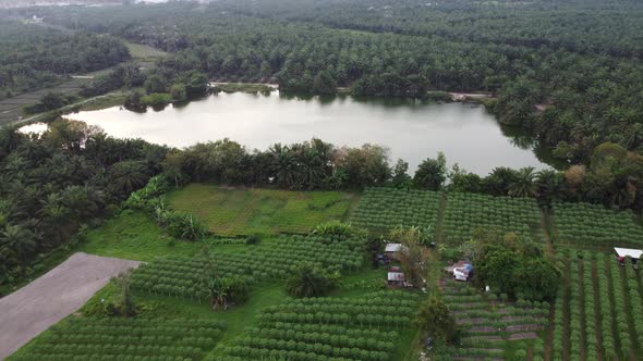 Agricultural farm beside pond 