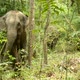 asia elephant in tropical forest - VideoHive Item for Sale