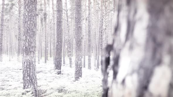 Changing Seasons from Snowy Winter to Summer in Wild Pine Forest