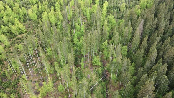 Ukraine, Carpathians: Forest Landscape. Aerial View