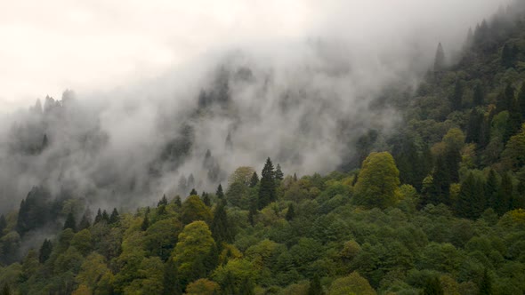 Forest and Fog Time-lapse